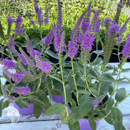 Вероника длиннолистная Фёст Мач