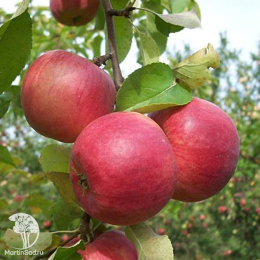 Сверхвыгодный комплект! Яблоня Богатырь + опылитель яблоня Жигулёвское