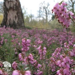 Эрика блуждающая Бирч Глоу