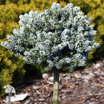 Фото Пихта корейская Когоутс Айсбрекер на штамбе