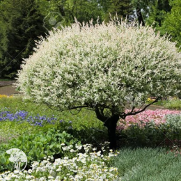 Ива хакуро-нишики 3шт.