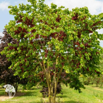 Фото Церцис китайский