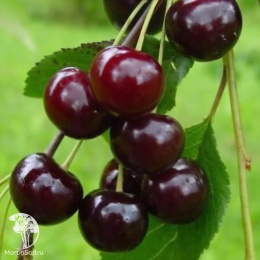 Вишня Прима