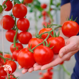 Томат Барух F1 ( 2-ной пак.)