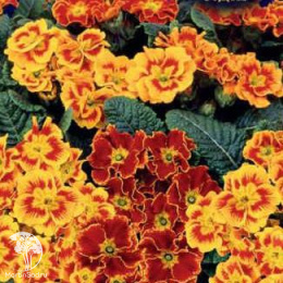 Примула Монмартр F1 (бесстебельная)