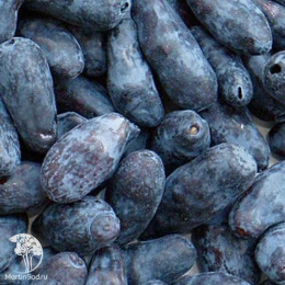 Жимолость камчатская Карина