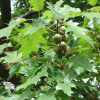 Дуб болотный Quercus palustris фото 1 