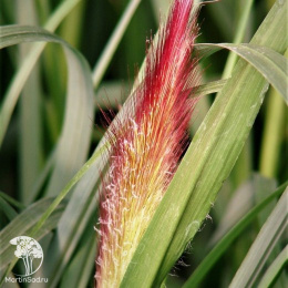 Пеннисетум лисохвостовый Ред Хэд
