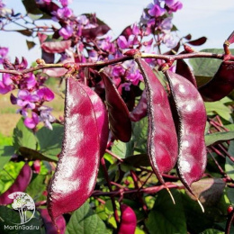 Гиацинтовые бобы Доличис