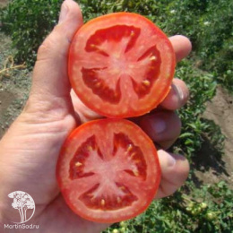 Томат Леон F1 ( 2-ной пак.)