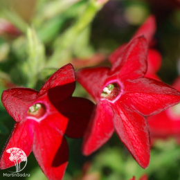 Табак Сандер Красный, душистый