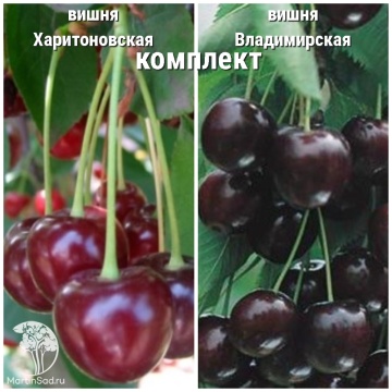 Фото Сверхвыгодный комплект! Вишня Харитоновская + опылитель Вишня Владимирская