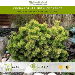 Сосна горная Швейцер Турист