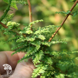 Метасеквойя глиптостробоидная Литл Крими