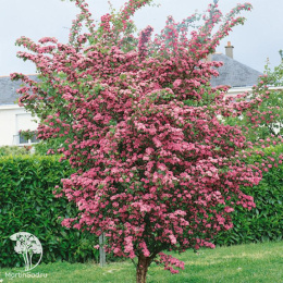 Боярышник обыкновенный Розеа