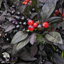 Перец декоративный, острый Черный принц серия Блэк