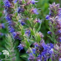 Иссоп Лекарь