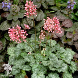 Сверхвыгодный микс! Гейхера Геркулес + Гейхера Литтл Кьюти Пеперминт + Гейхера Берри Смузи