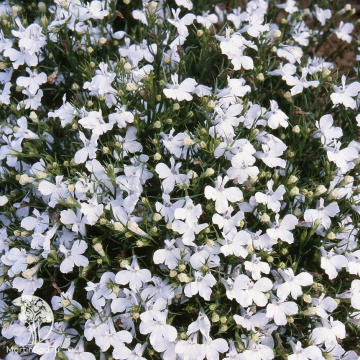 Фото Лобелия Белый Каскад (ампельная)
