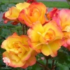 Роза парковая Бонанза фото 1 