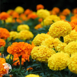 Бархатцы пр. Крекерджек (Тагетес)