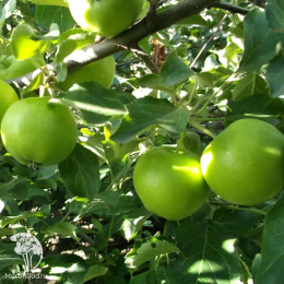 Яблоня гибрид Яблочный спас с яблоней Медуница