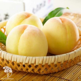 Персик Белый лебедь