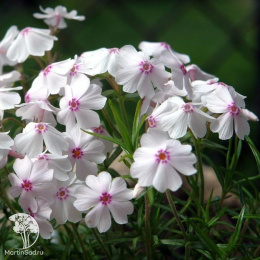 Флокс шиловидный Эмейзин Грейс