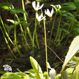 Додекатеон обыкновенный Али