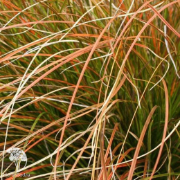 Осока кирпичная Прейри Фаер