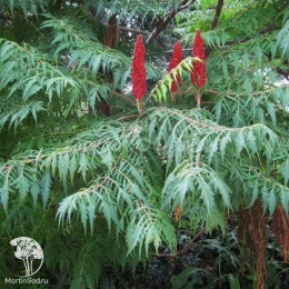 Сумах гладкий Лациниата