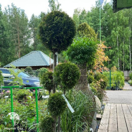 Туя западная Смарагд многоствольный бонсай шарами