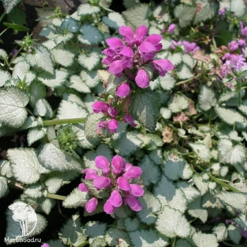 Фото Яснотка крапчатая Лами Дарк Пёрпл