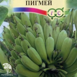 Банан декоративный, Пигмей