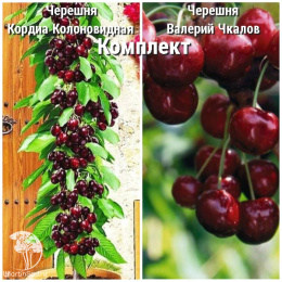 Сверхвыгодный комплект! Черешня Кордиа Колоновидная + опылитель Черешня Валерий Чкалов