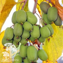 Актинидия аргута Пурпурна Садова + Люси + опылитель Вейки Мужской