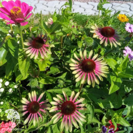 Эхинацея пурпурная Грин Твистер
