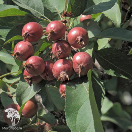  Яблоня Недзвецкого