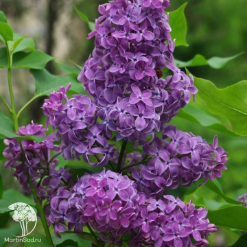 Фото Сирень обыкновенная Сумерки