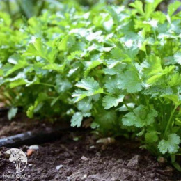 Кориандр Карибе