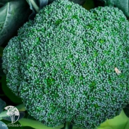 Капуста брокколи Мачо +цвет. Сахарная глазурь серия Дуэт