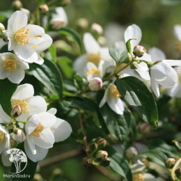  Чубушник Льюиса Ватертон