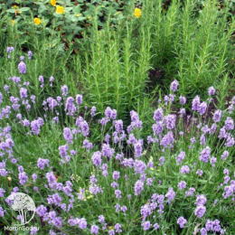 Набор для мяса розмарин лавандовый + шалфей Виола Клозе