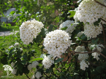 Фото Калина берквуда на штамбе