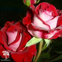 Роза Николь