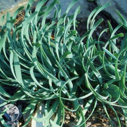 Лук горный форма спиральная