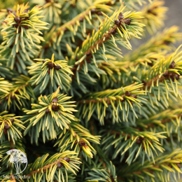 Ель сербская Певе Тиджин
