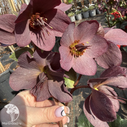 Морозник Айс эн Роузес Ред