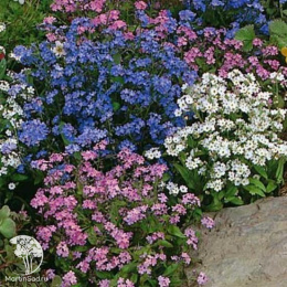 Незабудка Альпийская мечта, смесь окрасок