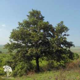 Дуб австрийский Quercus cerris